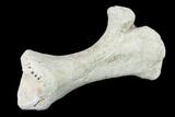 Miocene Rhino (Teleoceras) Tibia - Nebraska #143493-2